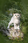 British shorthair kitten between fern