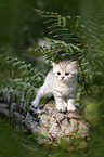 British shorthair kitten between fern