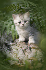 British shorthair kitten between fern