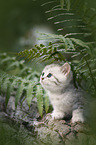 British shorthair kitten between fern