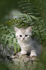 British shorthair kitten between fern