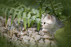 British shorthair kitten between fern