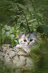 British shorthair kitten between fern