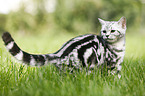 young British Shorthair