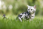 young British Shorthair