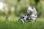young British Shorthair