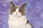 young British Shorthair
