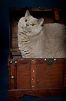 British Shorthair Portrait