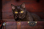 British Shorthair Portrait
