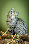 sitting British Shorthair
