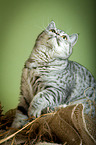 sitting British Shorthair