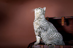 sitting British Shorthair