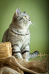 sitting British Shorthair