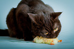 British Shorthair with chick