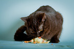 British Shorthair with chick