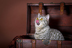 British Shorthair Portrait