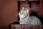 British Shorthair Portrait