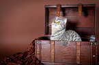 British Shorthair Portrait