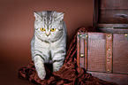 sitting British Shorthair