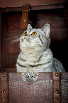 British Shorthair Portrait