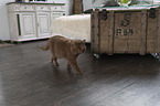 British Shorthair in the apartment