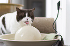 British Shorthair in the apartment