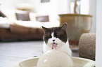 British Shorthair in the apartment