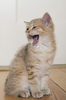 young British Shorthair