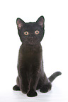 British Shorthair Kitten