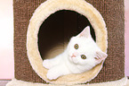 British Shorthair Kitten