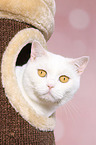 British Shorthair Portrait