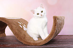 British Shorthair Kitten