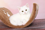British Shorthair Kitten