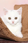 British Shorthair Kitten