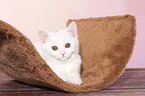 British Shorthair Kitten