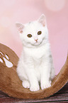 British Shorthair Kitten