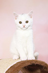 British Shorthair Kitten