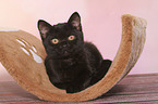 British Shorthair Kitten