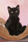 British Shorthair Kitten