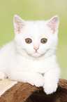 British Shorthair Kitten