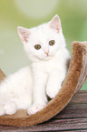 British Shorthair Kitten