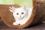 British Shorthair Kitten