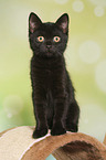 British Shorthair Kitten