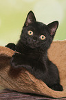 British Shorthair Kitten