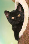 British Shorthair Kitten