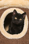 British Shorthair Kitten
