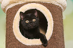 British Shorthair Kitten