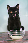 British Shorthair Kitten