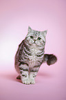 young british shorthair cat