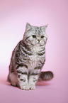 sitting young british shorthair cat